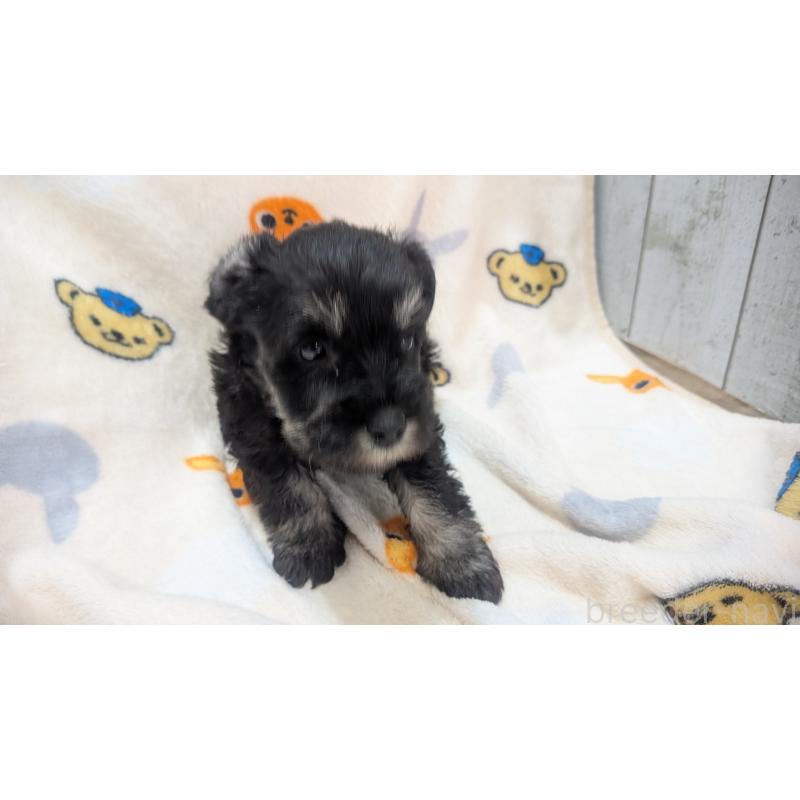 成約済の熊本県のミニチュアシュナウザー-432241の10枚目