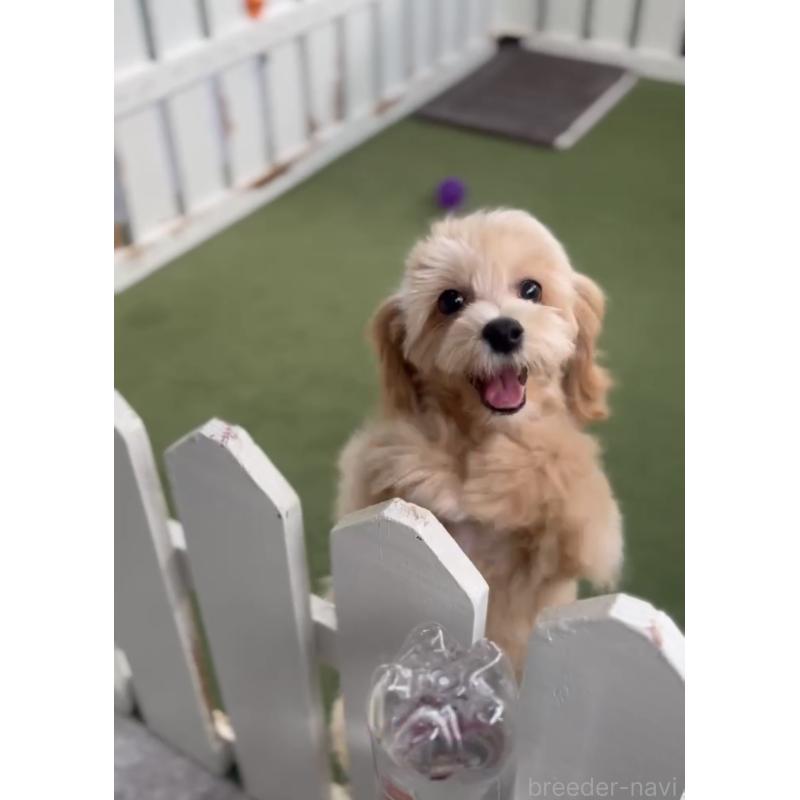 販売中の福岡県のマルプー:マルチーズ×トイプードル-418861の5枚目