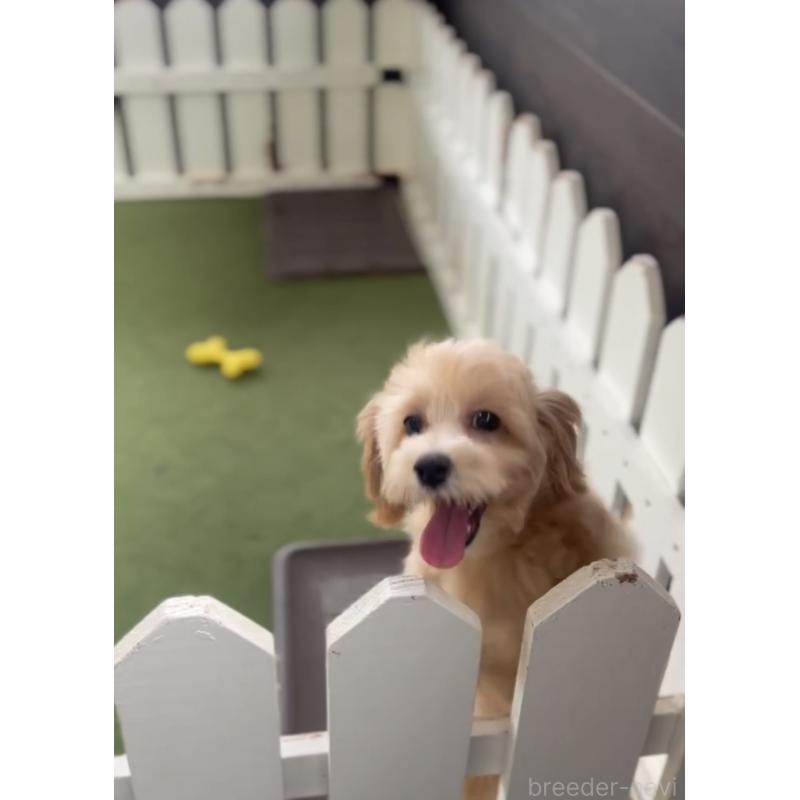 販売中の福岡県のマルプー:マルチーズ×トイプードル-418861の4枚目