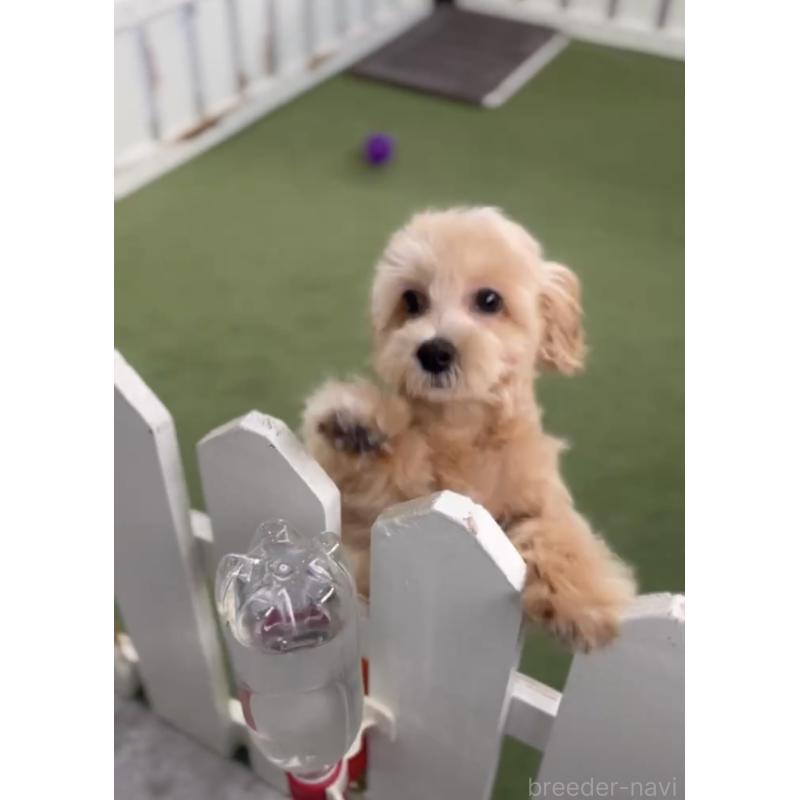 販売中の福岡県のマルプー:マルチーズ×トイプードル-418861の3枚目