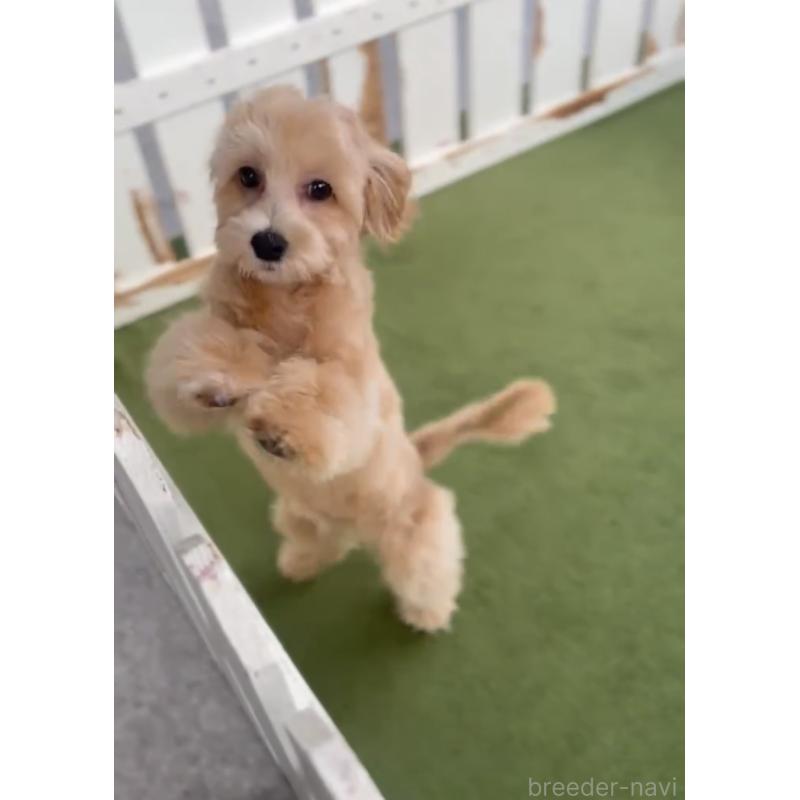 販売中の福岡県のマルプー:マルチーズ×トイプードル-418861の2枚目