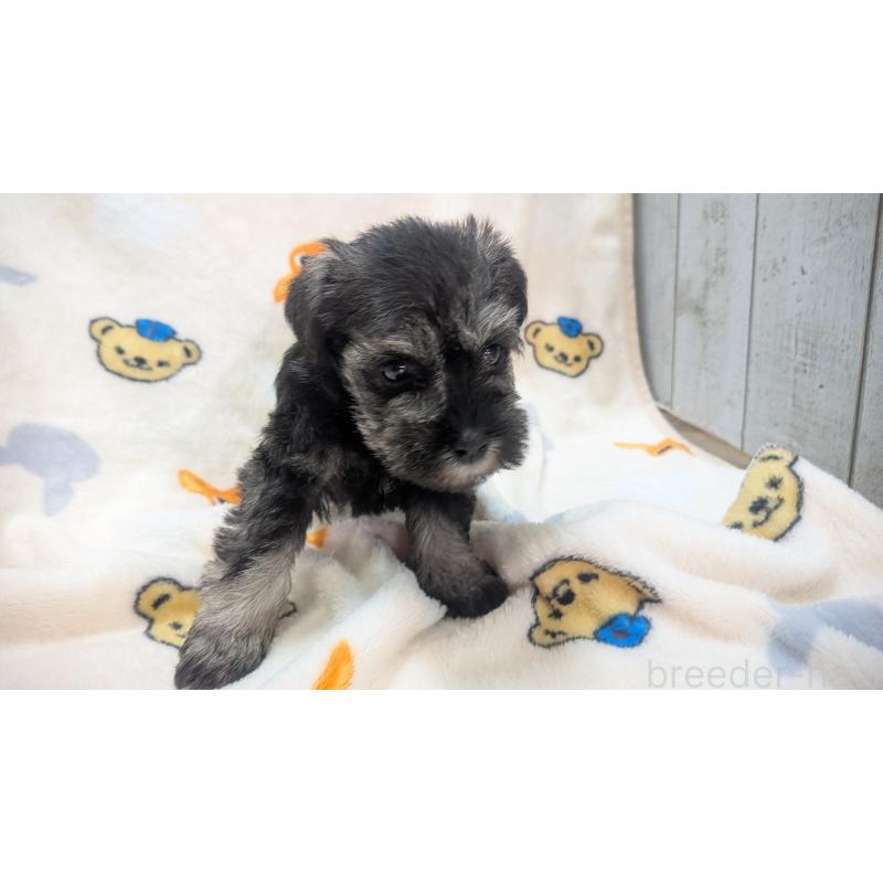 販売中の熊本県のミニチュアシュナウザー-430940の16枚目