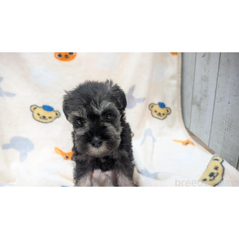 販売中の熊本県のミニチュアシュナウザー-430940の15枚目