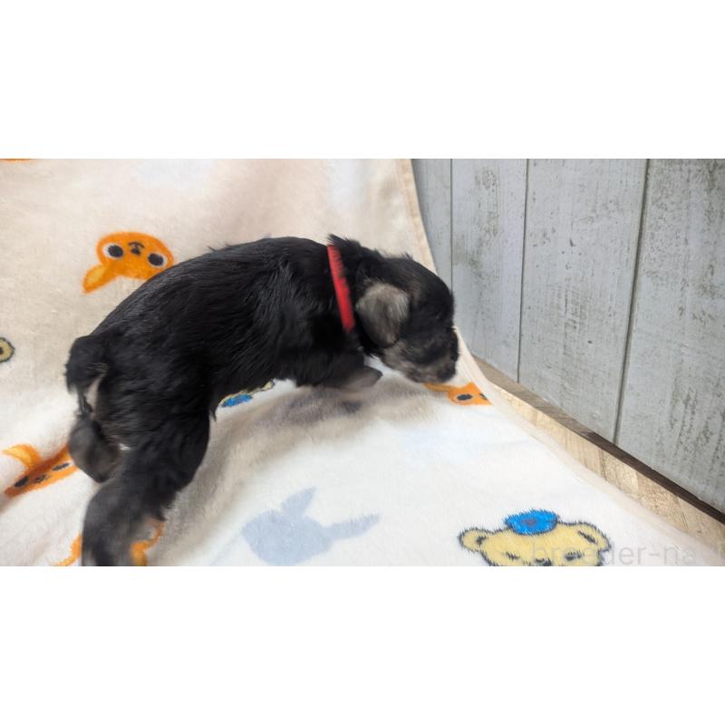 販売中の熊本県のミニチュアシュナウザー-432240の15枚目