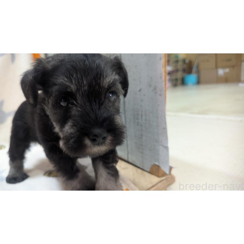 販売中の熊本県のミニチュアシュナウザー-432240の14枚目