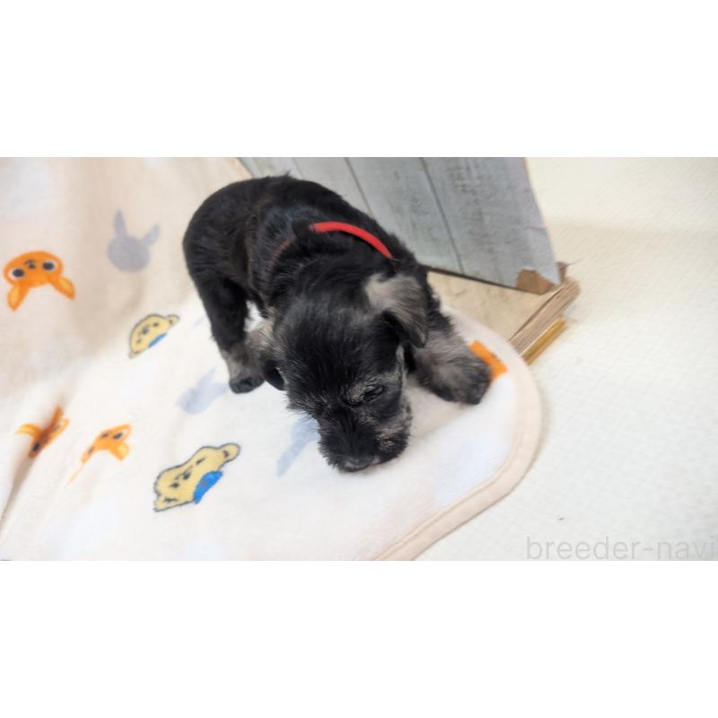 販売中の熊本県のミニチュアシュナウザー-432240の13枚目