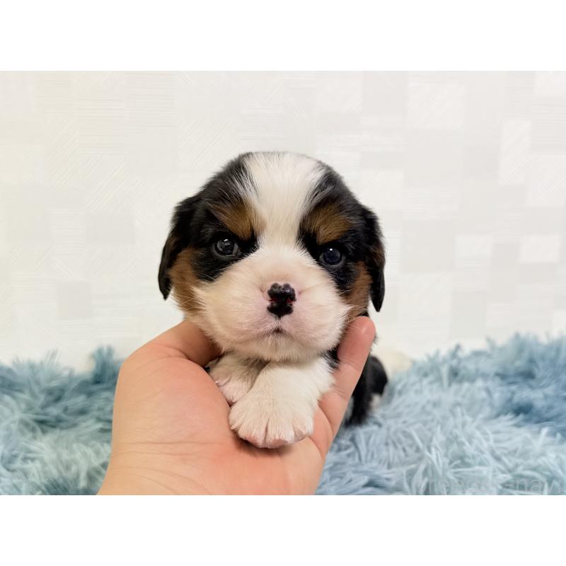 販売中の埼玉県のキャバリアキングチャールズスパニエル-435010の5枚目