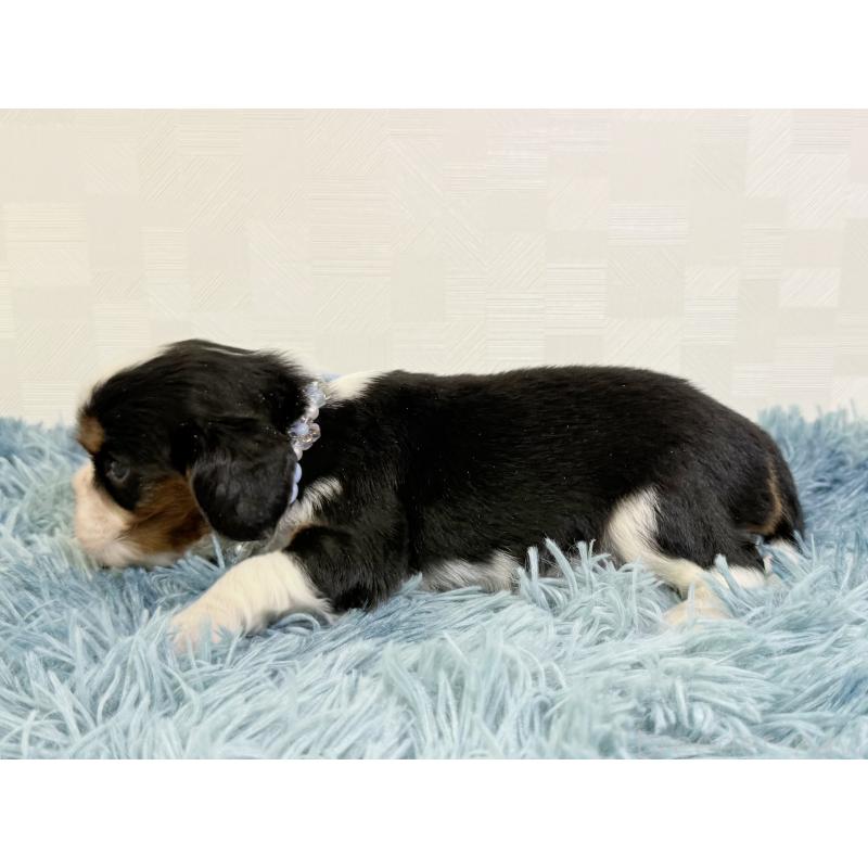 販売中の埼玉県のキャバリアキングチャールズスパニエル-435010の4枚目