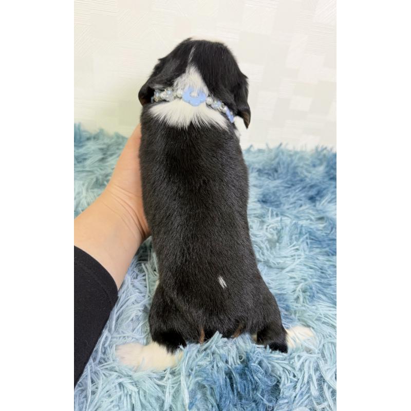 販売中の埼玉県のキャバリアキングチャールズスパニエル-435010の3枚目