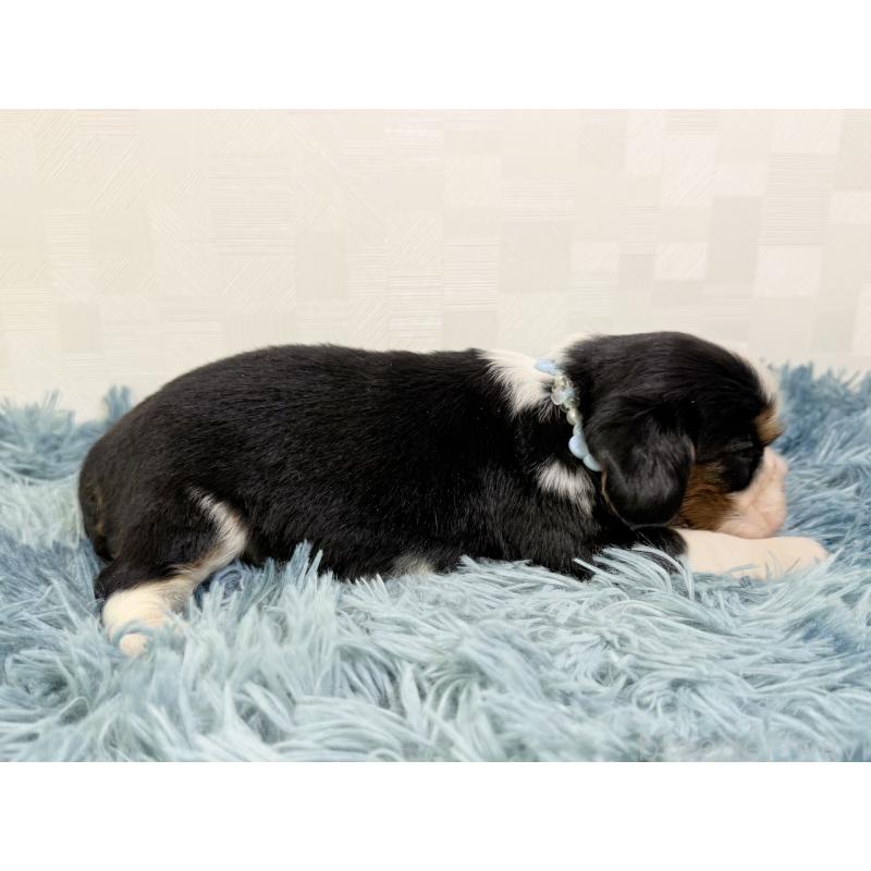 販売中の埼玉県のキャバリアキングチャールズスパニエル-435010の2枚目