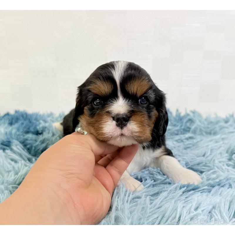 販売中の埼玉県のキャバリアキングチャールズスパニエル-435011の5枚目