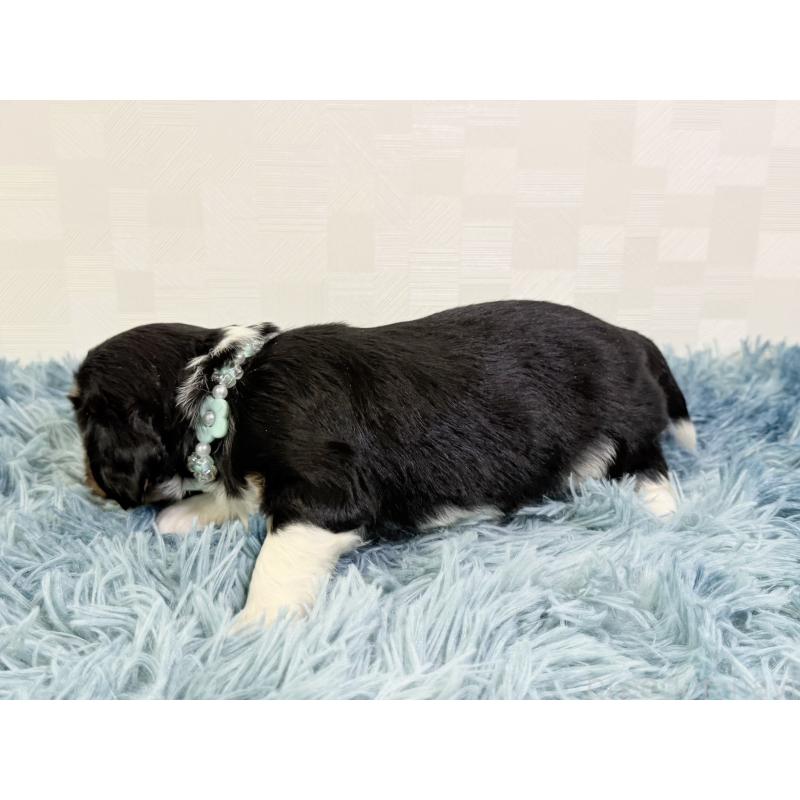 販売中の埼玉県のキャバリアキングチャールズスパニエル-435011の4枚目