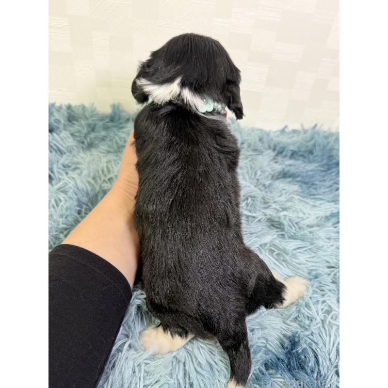 販売中の埼玉県のキャバリアキングチャールズスパニエル-435011の3枚目