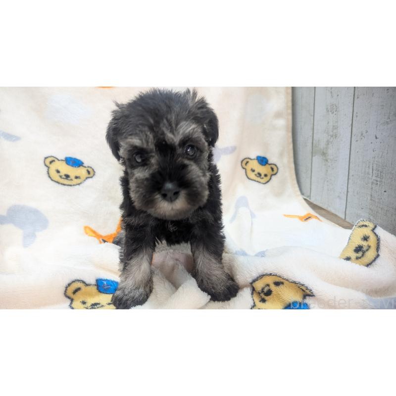 販売中の熊本県のミニチュアシュナウザー-435014の5枚目