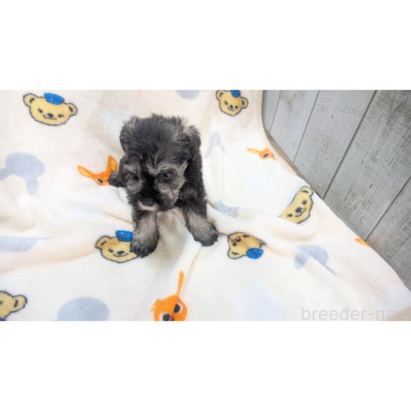 販売中の熊本県のミニチュアシュナウザー-435014の4枚目