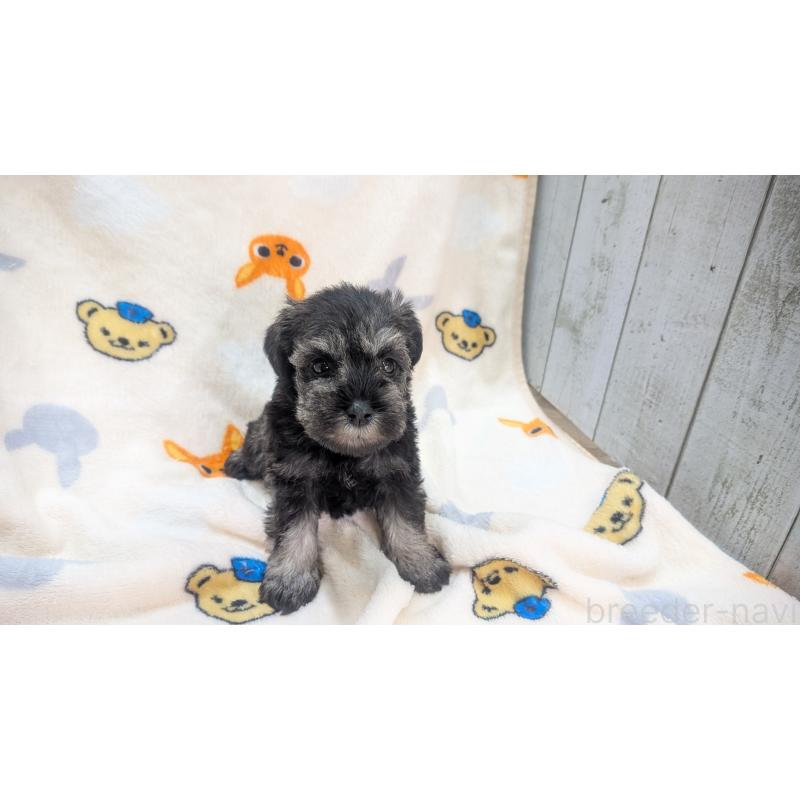 販売中の熊本県のミニチュアシュナウザー-435014の3枚目