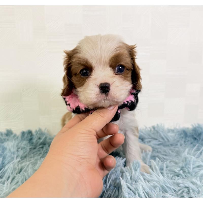 成約済の埼玉県のキャバリアキングチャールズスパニエル-434099の5枚目