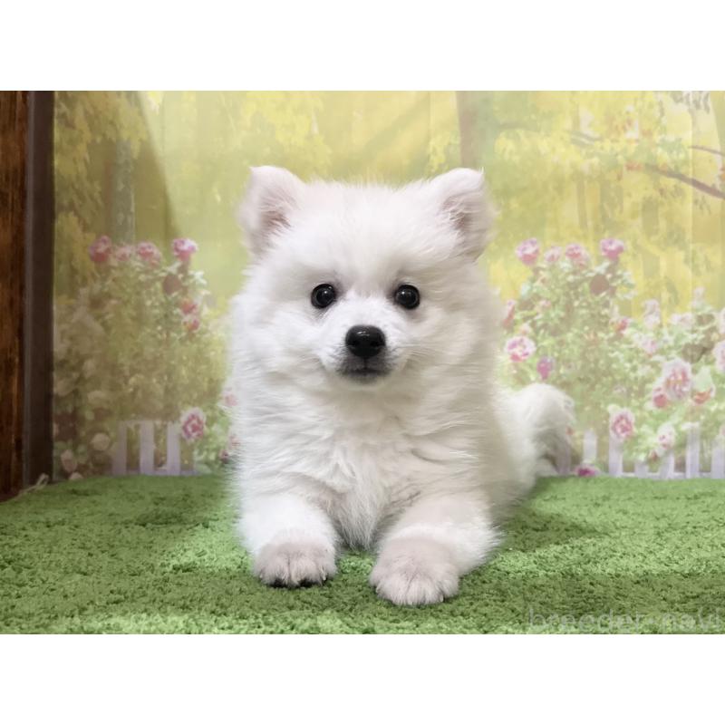 販売中の埼玉県の日本スピッツ-435013の3枚目