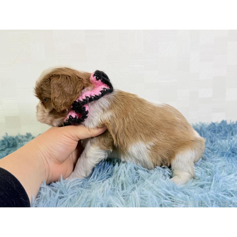 成約済の埼玉県のキャバリアキングチャールズスパニエル-434099の4枚目