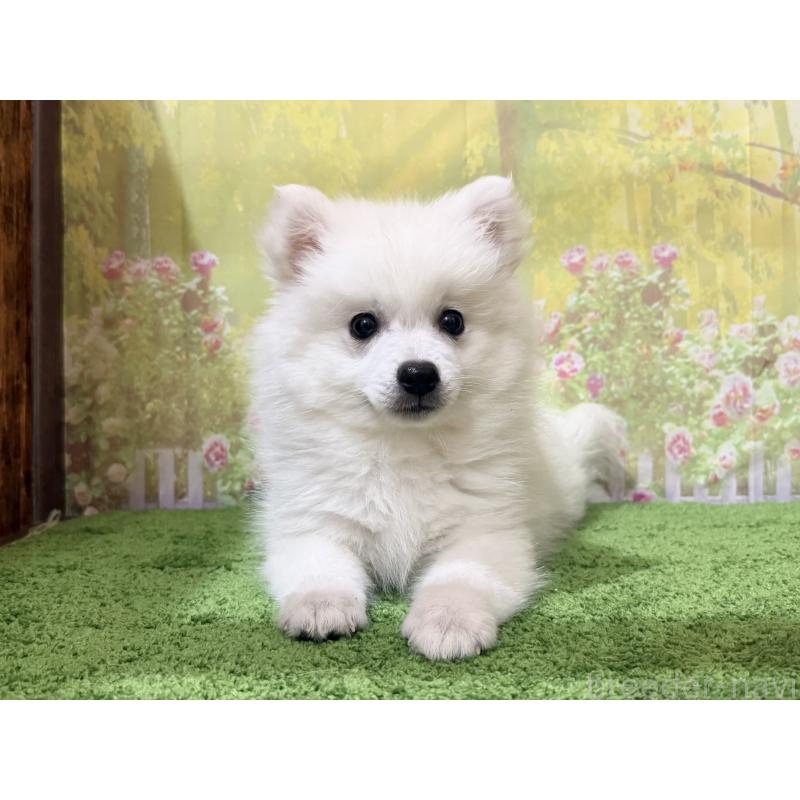 販売中の埼玉県の日本スピッツ-435013の2枚目