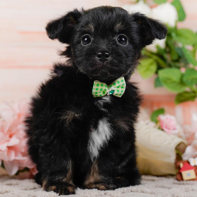 販売中の神奈川県のチワプー:チワワ×トイプードル-435017