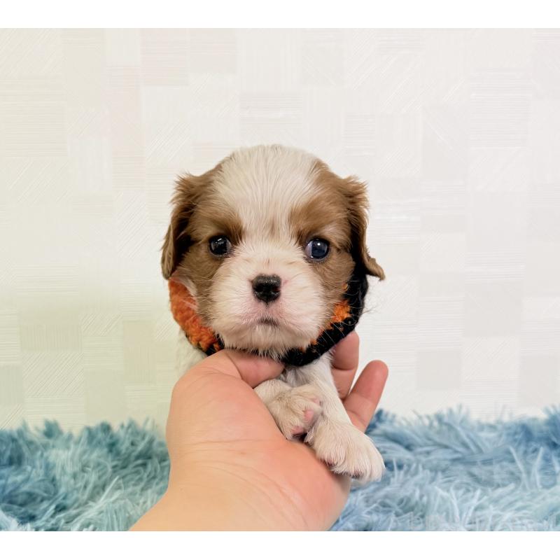 成約済の埼玉県のキャバリアキングチャールズスパニエル-434100の5枚目