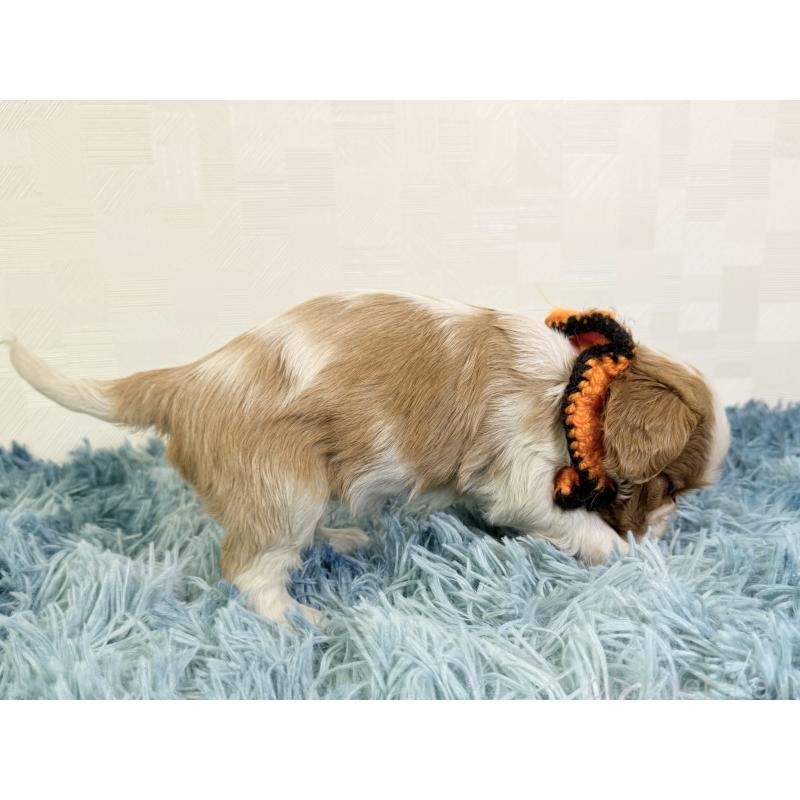 成約済の埼玉県のキャバリアキングチャールズスパニエル-434100の2枚目