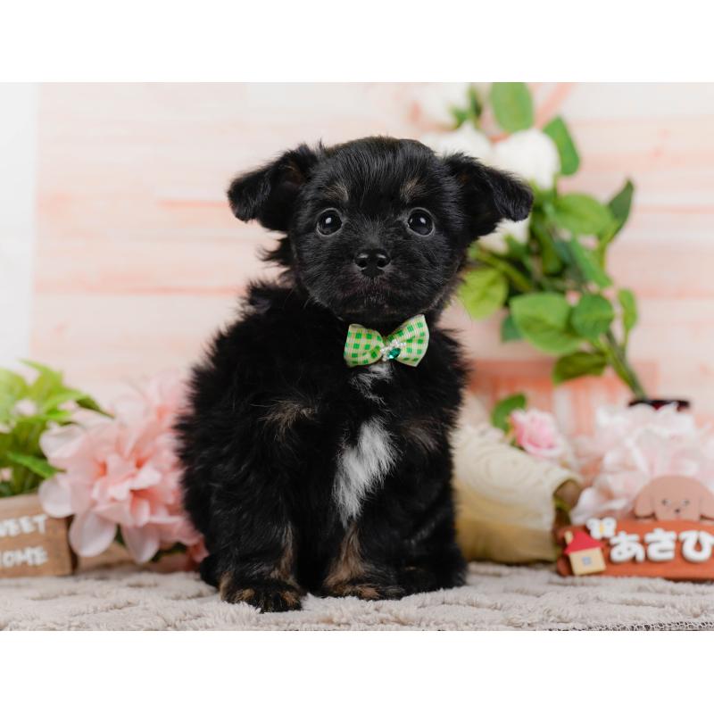 販売中の神奈川県のチワプー:チワワ×トイプードル-435017の13枚目