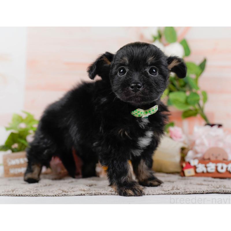 販売中の神奈川県のチワプー:チワワ×トイプードル-435017の12枚目