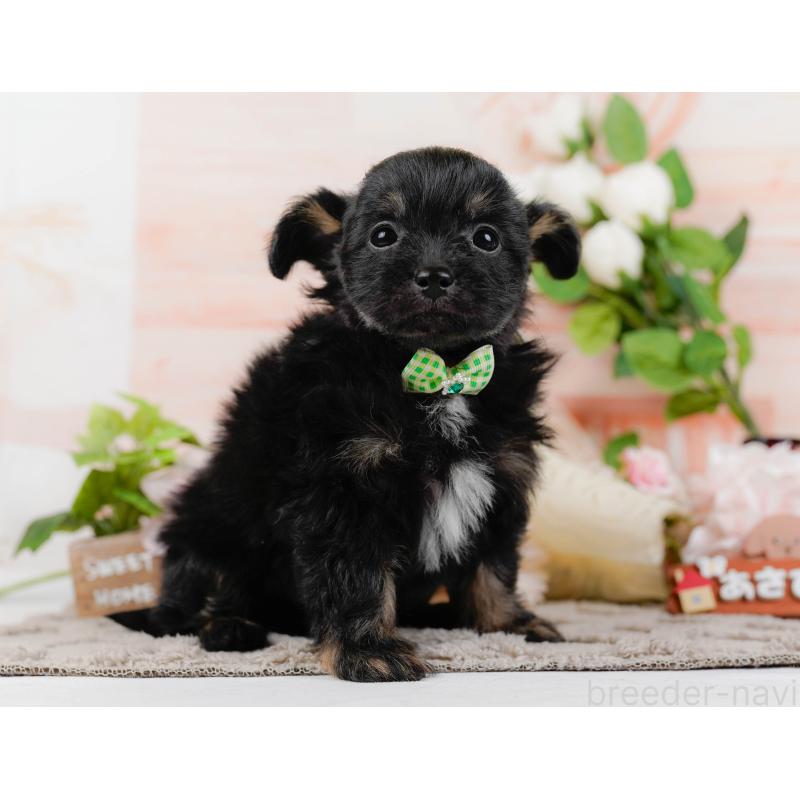 販売中の神奈川県のチワプー:チワワ×トイプードル-435017の11枚目