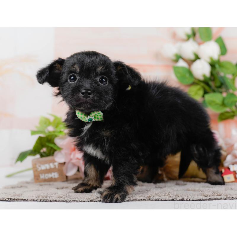 販売中の神奈川県のチワプー:チワワ×トイプードル-435017の10枚目