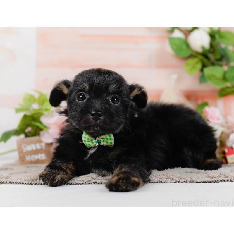 販売中の神奈川県のチワプー:チワワ×トイプードル-435017の9枚目