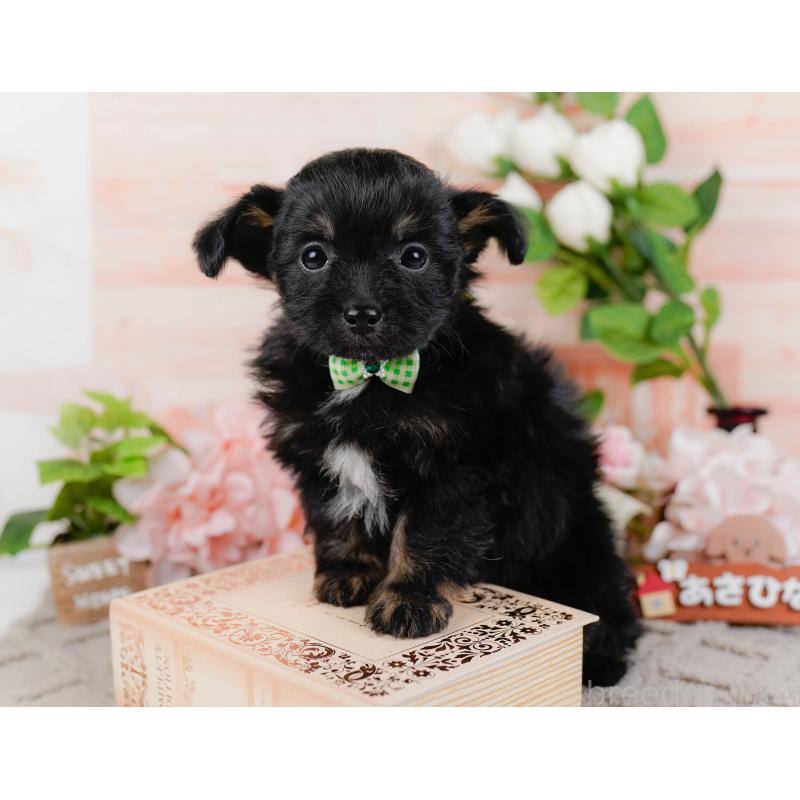 販売中の神奈川県のチワプー:チワワ×トイプードル-435017の8枚目