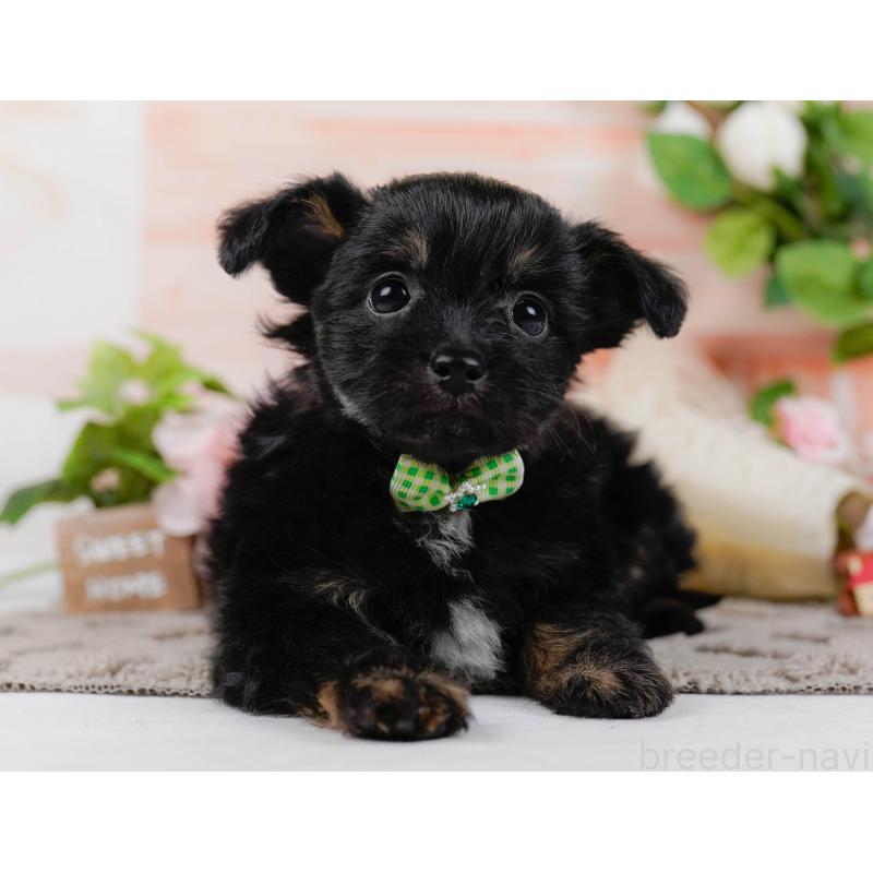 販売中の神奈川県のチワプー:チワワ×トイプードル-435017の7枚目