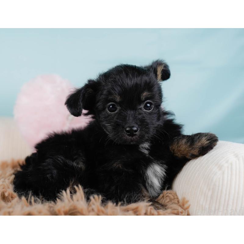 販売中の神奈川県のチワプー:チワワ×トイプードル-435017の6枚目