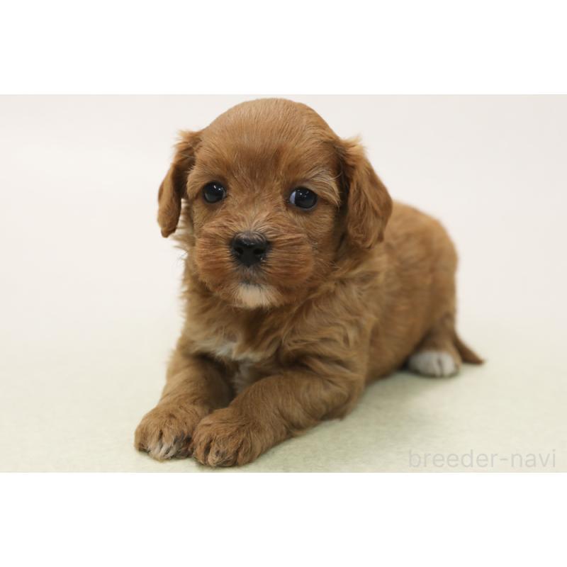 販売中の神奈川県のキャバプー:キャバリア×トイプードル-434013