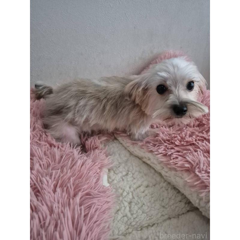 販売中の茨城県のマルキー:マルチーズ×ヨークシャーテリア-435015の3枚目