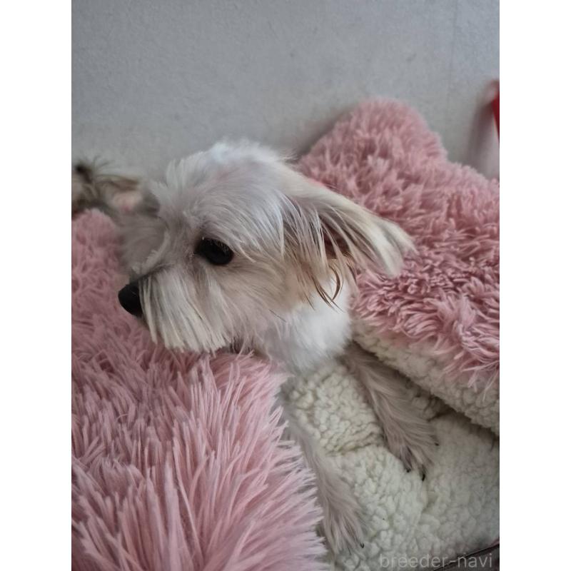 販売中の茨城県のマルキー:マルチーズ×ヨークシャーテリア-435015の2枚目