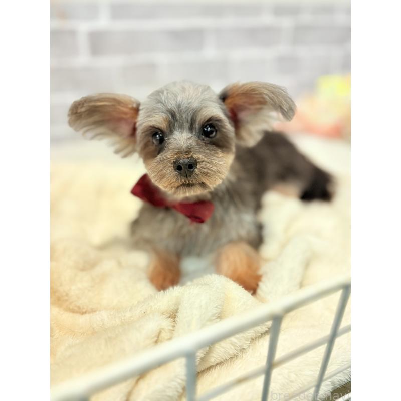 販売中の東京都のマルキー:マルチーズ×ヨークシャーテリア-391736の6枚目