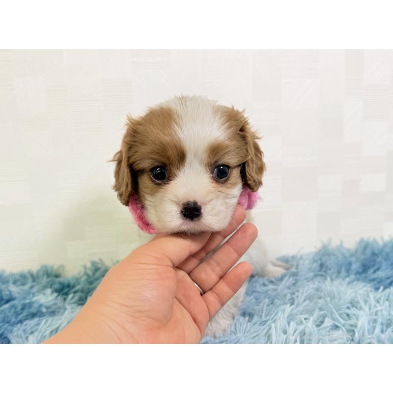 成約済の埼玉県のキャバリアキングチャールズスパニエル-431898の5枚目