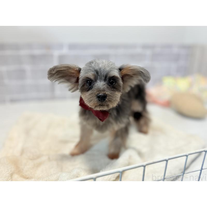 販売中の東京都のマルキー:マルチーズ×ヨークシャーテリア-391736の4枚目