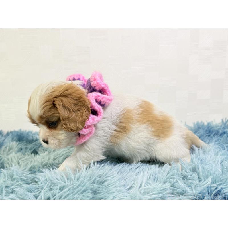 成約済の埼玉県のキャバリアキングチャールズスパニエル-431898の4枚目