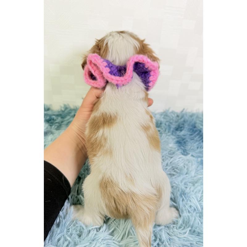 成約済の埼玉県のキャバリアキングチャールズスパニエル-431898の3枚目