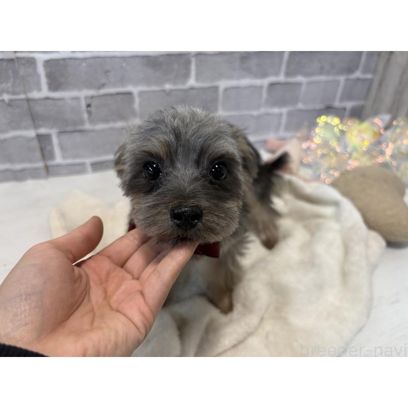 販売中の東京都のマルキー:マルチーズ×ヨークシャーテリア-391736の3枚目