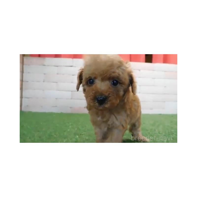 販売中の三重県のトイプードル-433747の1枚目