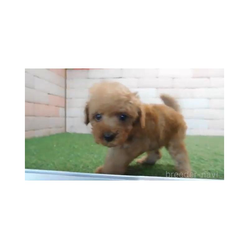 販売中の三重県のトイプードル-433747の3枚目