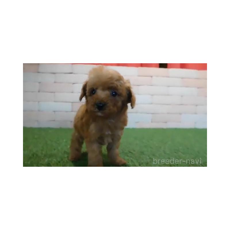 販売中の三重県のトイプードル-433747の2枚目