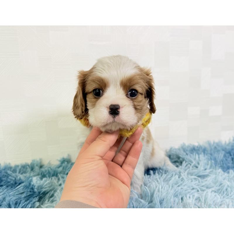 成約済の埼玉県のキャバリアキングチャールズスパニエル-431900の5枚目