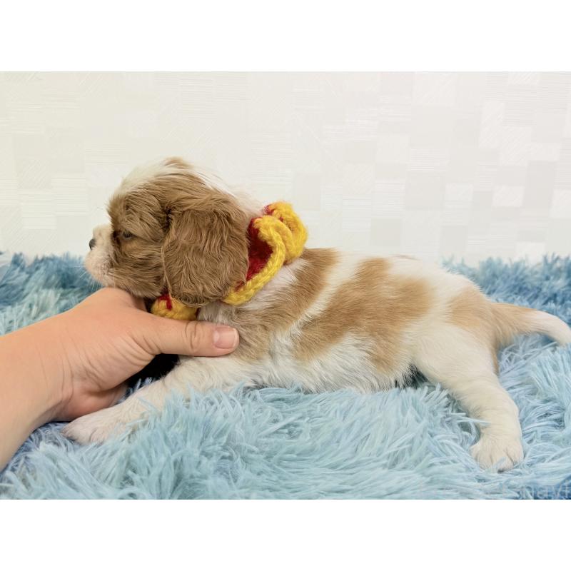 成約済の埼玉県のキャバリアキングチャールズスパニエル-431900の4枚目