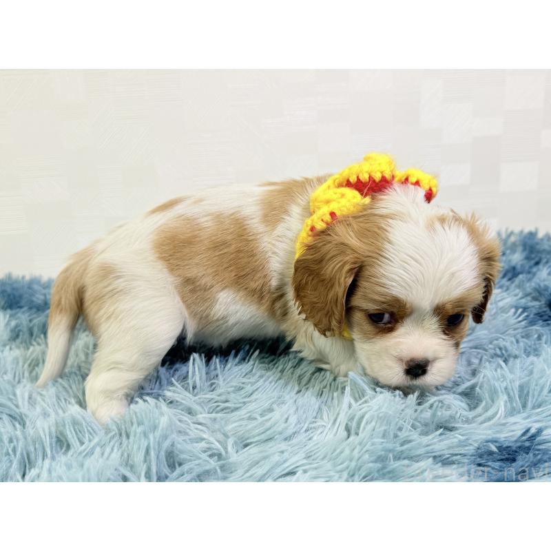 成約済の埼玉県のキャバリアキングチャールズスパニエル-431900の2枚目